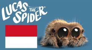 Lucas si laba-laba Viral ini kini tayang di Tv Indonesia Lewat Cartoonito
